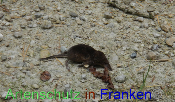 Bild zum Eintrag (1136217-160)