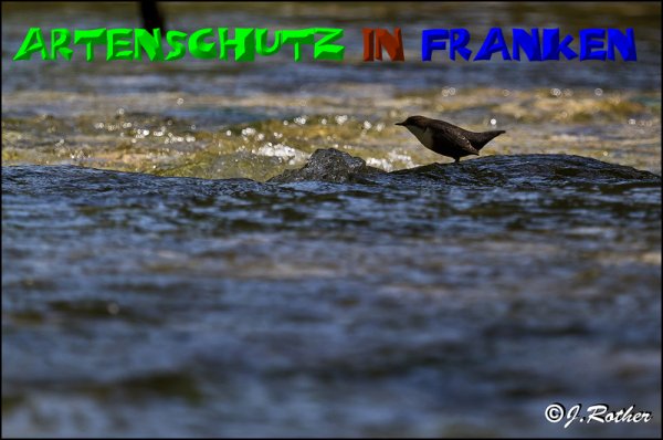 Bild zum Eintrag (1136307-160)