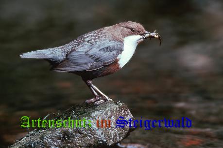 Bild zum Eintrag (1136309-160)