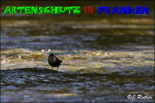 Bild zum Eintrag (1136310-160)