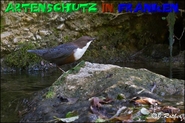 Bild zum Eintrag (1136314-160)