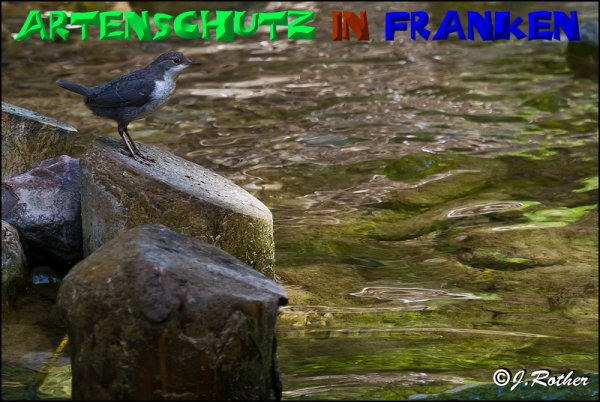 Bild zum Eintrag (1136317-160)