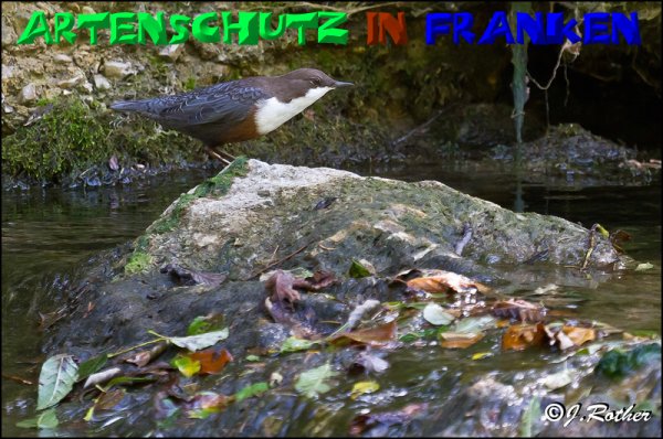 Bild zum Eintrag (1136319-160)