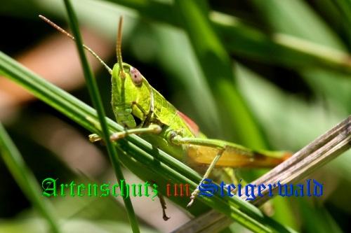 Bild zum Eintrag (1136349-160)