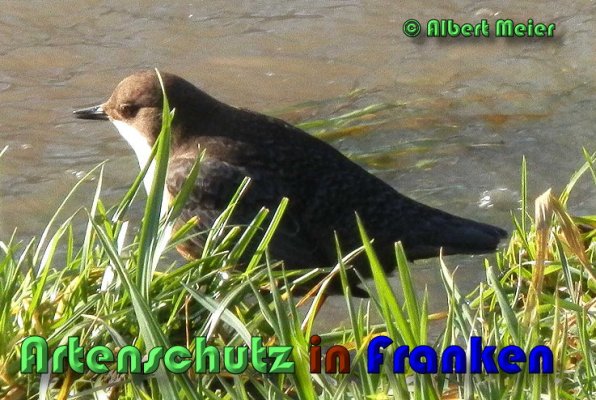 Bild zum Eintrag (1136361-160)