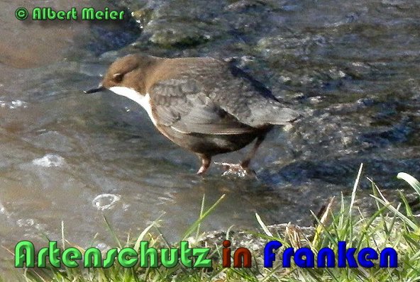 Bild zum Eintrag (1136362-160)