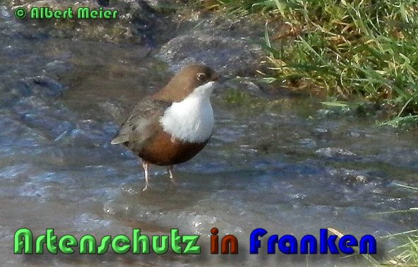 Bild zum Eintrag (1136363-160)