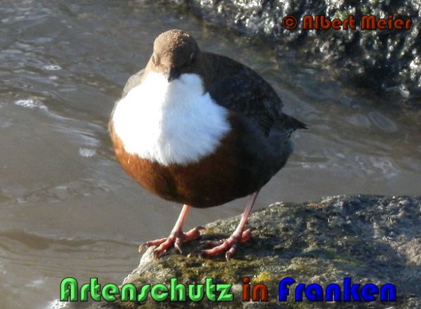 Bild zum Eintrag (1136364-160)