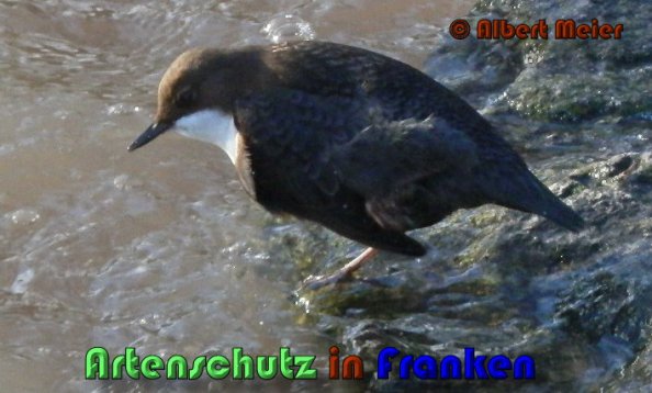 Bild zum Eintrag (1136365-160)