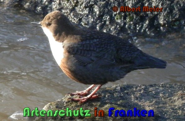 Bild zum Eintrag (1136366-160)