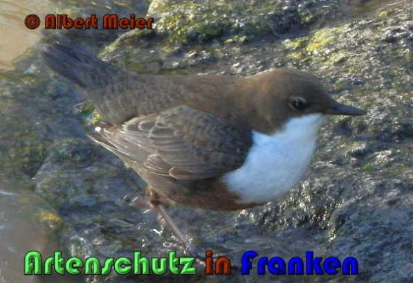 Bild zum Eintrag (1136367-160)