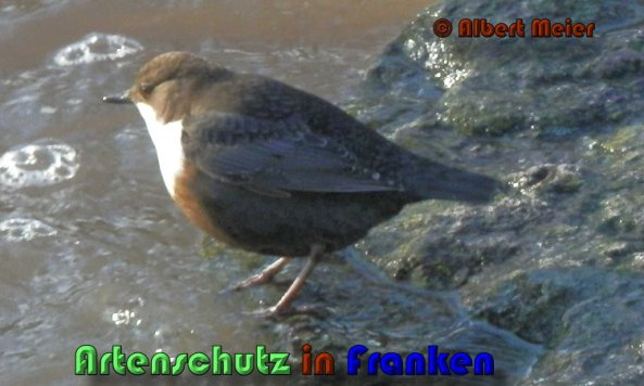 Bild zum Eintrag (1136368-160)