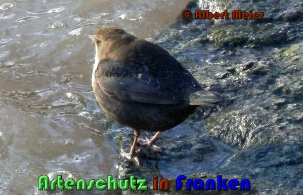 Bild zum Eintrag (1136369-160)