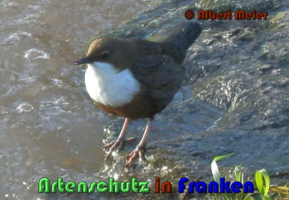 Bild zum Eintrag (1136370-160)