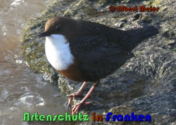 Bild zum Eintrag (1136373-160)