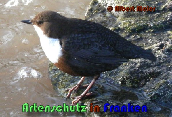 Bild zum Eintrag (1136374-160)