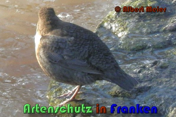 Bild zum Eintrag (1136375-160)