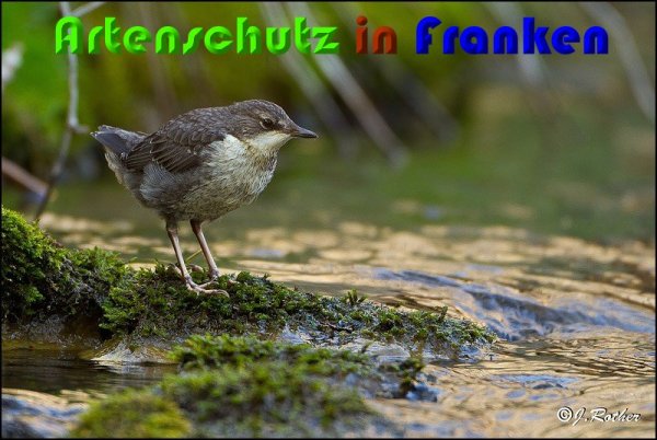 Bild zum Eintrag (1136383-160)