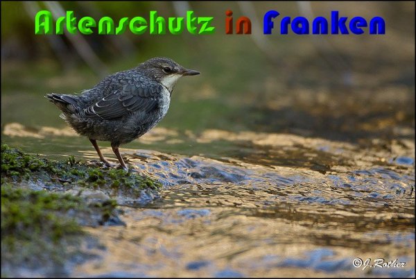 Bild zum Eintrag (1136384-160)