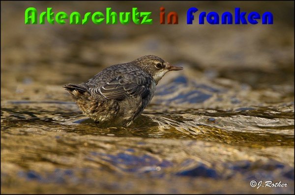 Bild zum Eintrag (1136385-160)