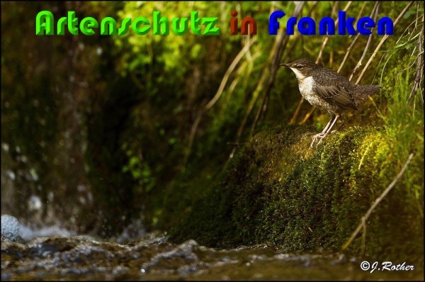 Bild zum Eintrag (1136389-160)