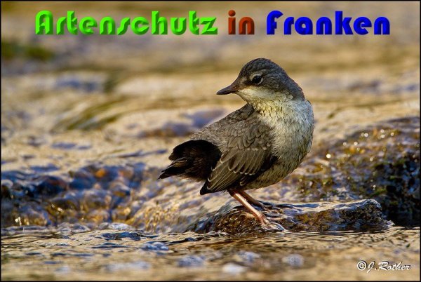 Bild zum Eintrag (1136390-160)