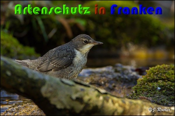 Bild zum Eintrag (1136391-160)