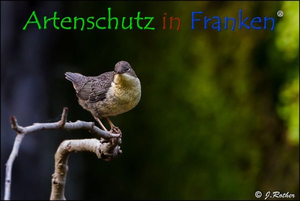 Bild zum Eintrag (1136395-160)