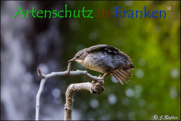 Bild zum Eintrag (1136396-160)