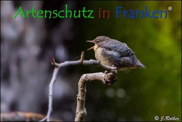 Bild zum Eintrag (1136397-160)