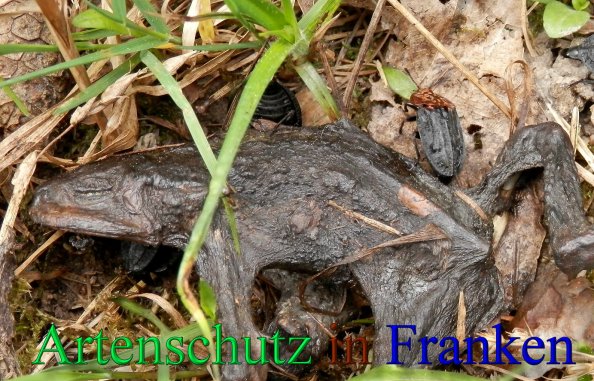 Bild zum Eintrag (1136477-160)