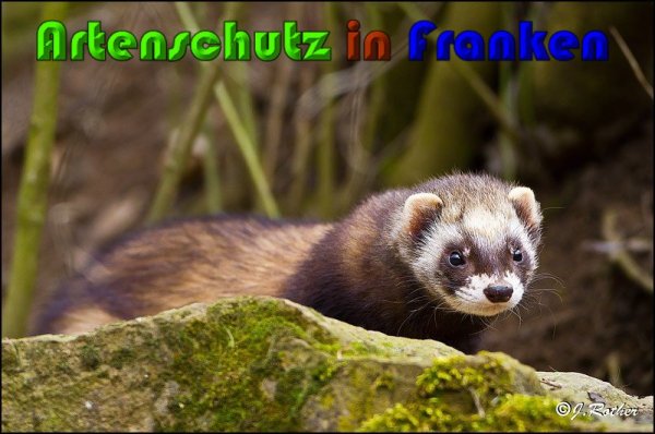 Bild zum Eintrag (1136519-160)