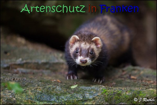 Bild zum Eintrag (1136521-160)