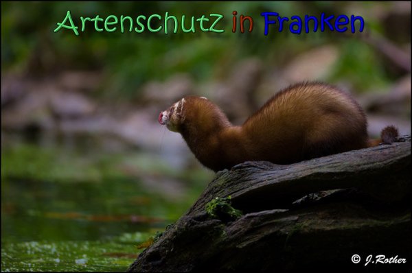 Bild zum Eintrag (1136522-160)