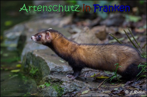 Bild zum Eintrag (1136523-160)