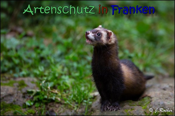 Bild zum Eintrag (1136524-160)