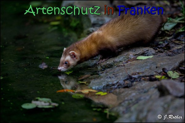 Bild zum Eintrag (1136525-160)