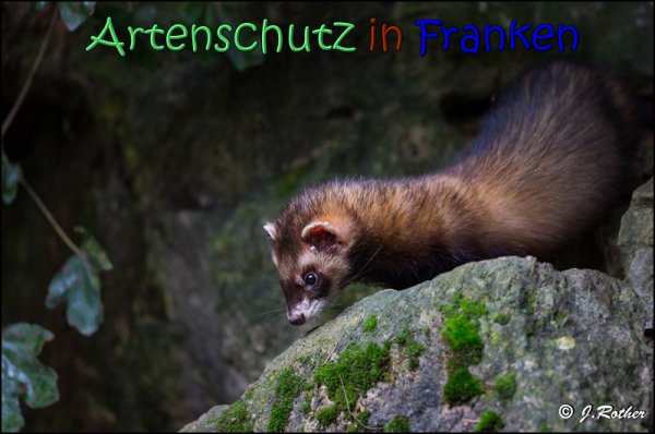 Bild zum Eintrag (1136526-160)