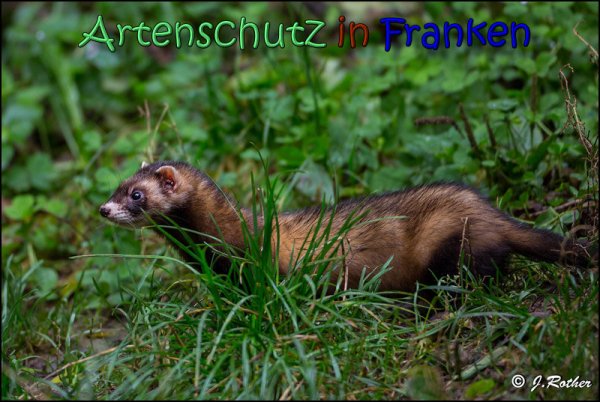 Bild zum Eintrag (1136528-160)