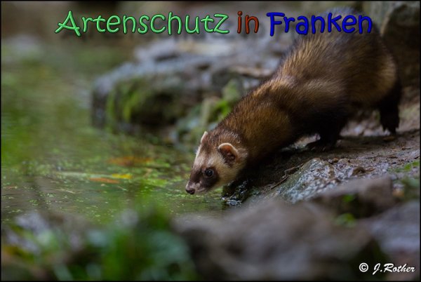 Bild zum Eintrag (1136529-160)