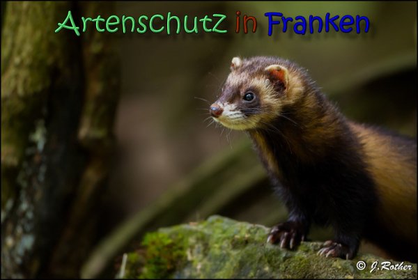 Bild zum Eintrag (1136530-160)