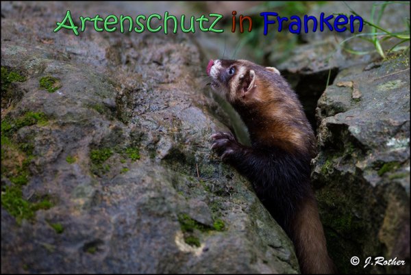 Bild zum Eintrag (1136531-160)