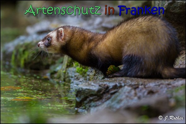 Bild zum Eintrag (1136532-160)