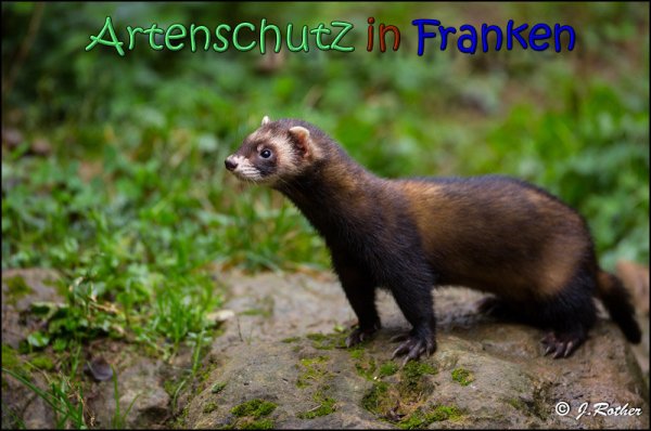 Bild zum Eintrag (1136533-160)