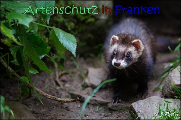 Bild zum Eintrag (1136534-160)