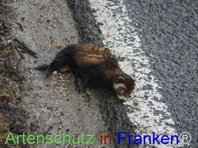 Bild zum Eintrag (1136537-160)