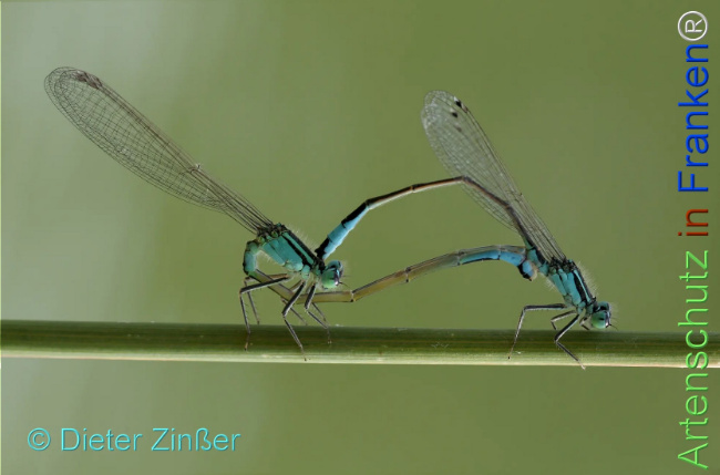 Bild zum Eintrag (1136724-160)