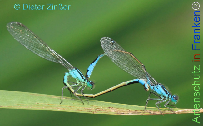 Bild zum Eintrag (1136725-160)