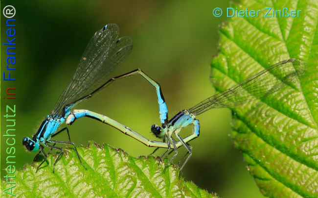 Bild zum Eintrag (1136726-160)