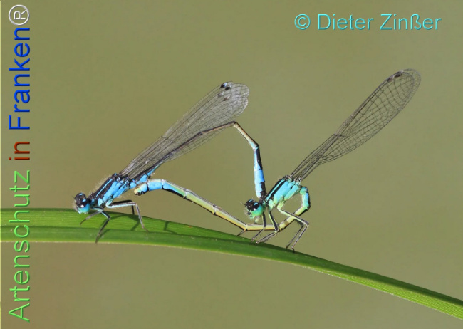 Bild zum Eintrag (1136727-160)